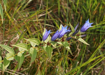 Schwalbenwurz-Enzian (Gentiana asclepiadea) - © Emanuel Trummer